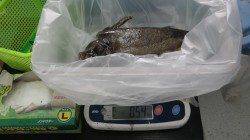 すさみの地磯でアオリイカ540g　ヤエン釣果