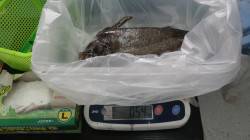 すさみの地磯でアオリイカ540g　ヤエン釣…