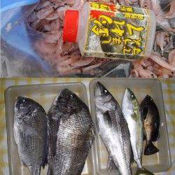 カゴぶっこみで年なしチヌ！ in とっとパーク小島