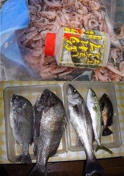 カゴぶっこみで年なしチヌ！ in とっとパーク小島