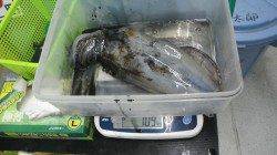見草のブリマでアオリイカの釣果