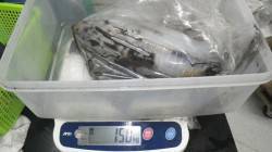 アオリイカ1.5kg！　江須崎での釣果です…