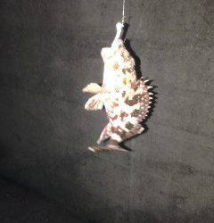 田ノ浦でガシラ狙い、ベイトフィネスで岩礁帯の根元へキャスト