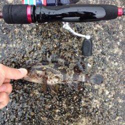 北公園でタケノコメバル・ガシラ・アナゴ