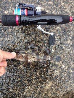 北公園でタケノコメバル・ガシラ・アナゴ