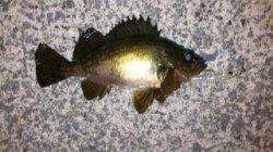 出張先で金メバGET！ランガンして大蔵海岸・東二見でもメバリング