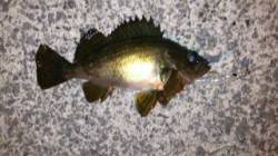 出張先で金メバGET！ランガンして大蔵海岸…