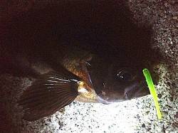 大蔵海岸、捨て石まわりのシャローでメバリン…