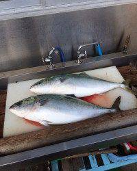 マリーナシティ海洋釣り堀でブリ2本！