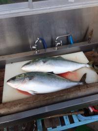 マリーナシティ海洋釣り堀でブリ2本！