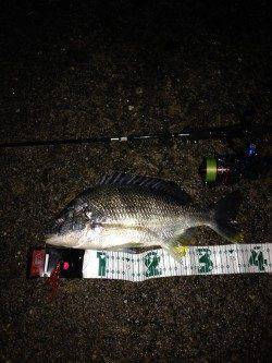 港の入り口付近を狙ってキビレGET☆