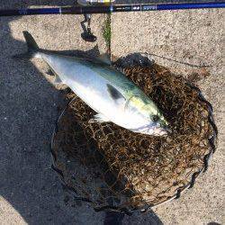 マリーナシティ海洋釣り堀　活きイワシでメジロの釣果