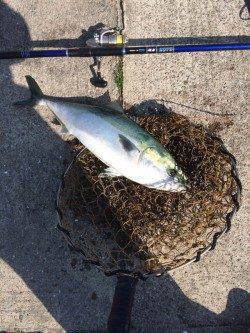 マリーナシティ海洋釣り堀　活きイワシでメジロの釣果