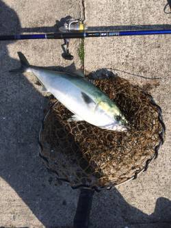 マリーナシティ海洋釣り堀　活きイワシでメジ…