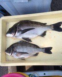 シーズン到来？ぶっこみ釣りでチヌ