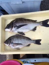 シーズン到来？ぶっこみ釣りでチヌ