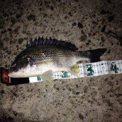 高砂埋立地周辺チニングにてキビレGETしました☆