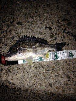 高砂埋立地周辺チニングにてキビレGETしました☆