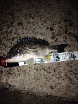 高砂埋立地周辺チニングにてキビレGETしま…