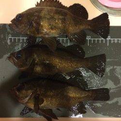 新浜漁港メバリング〜ボトムワインドで釣果ありました