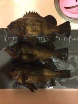 新浜漁港メバリング〜ボトムワインドで釣果ありました