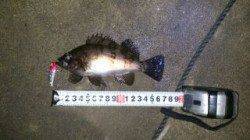 出張先で金メバGET！ランガンして大蔵海岸・東二見でもメバリング