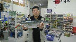 白浜地磯、ルアーでメジロ74cmGET！