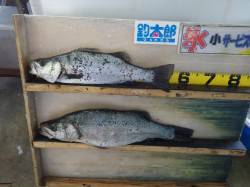 みなべ　河口でヒラスズキがヒット