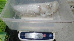 伊古木にてヤエン釣り、19〜21時で4ハイゲット！