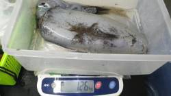 【重たかった～。】日置志原磯ヤエンでアオリ…