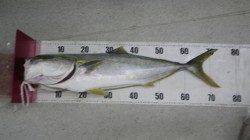 白浜地磯にてメジロ70UPの釣果