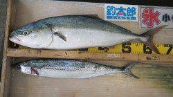 白浜ジョウモンにてルアーでメジロ67cm&サゴシ57cm