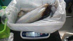 白浜町カサボでヤエン釣り〜アオリ2ハイで3.04kg！