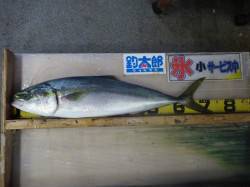 アジの泳がせ釣りで3.2kgのメジロ！芳養…