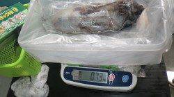 白浜町伊古木にて爆風の中ヤエンでアオリイカ