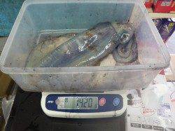 田辺の磯・入道にてアオリイカ900g&1.42kg