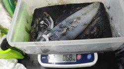 すさみの地磯　エギングでアオリイカ〜1230g4ハイ