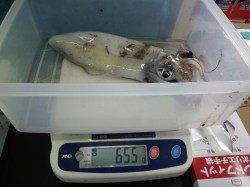 田辺沖磯のアオリイカの釣果