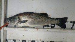 白浜地磯、ルアーでヒラスズキ2バイト１キープ