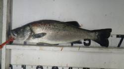 白浜地磯、ルアーでヒラスズキ2バイト１キー…