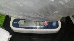 市江にてアオリイカ2kgUPまであと20gでした！