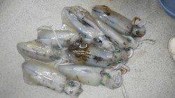 見老津地磯にてヤエン釣り〜アオリイカ8ハイ！