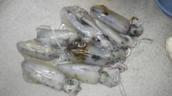 見老津地磯にてヤエン釣り〜アオリイカ8ハイ…