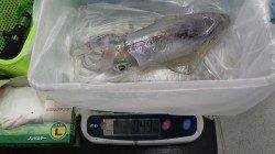 椿でファミリーヤエン★アオリ490g