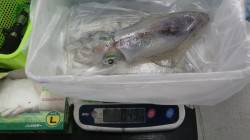 椿でファミリーヤエン★アオリ490g