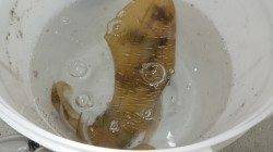 白浜北部、ヤエンでアオリの好釣果が続々！！