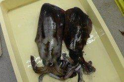 白浜の椿にてヤエン釣り、早朝に1.24kgのアオリがヒット！