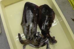 白浜の椿にてヤエン釣り、早朝に1.24kg…