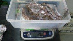 白浜瀬戸でのエギング釣果