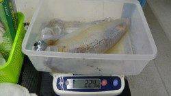 椿地磯でヤエン釣り〜2240ｇなど良型アオリ出てます